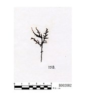 藏品(歐耳葉蘚)的圖片